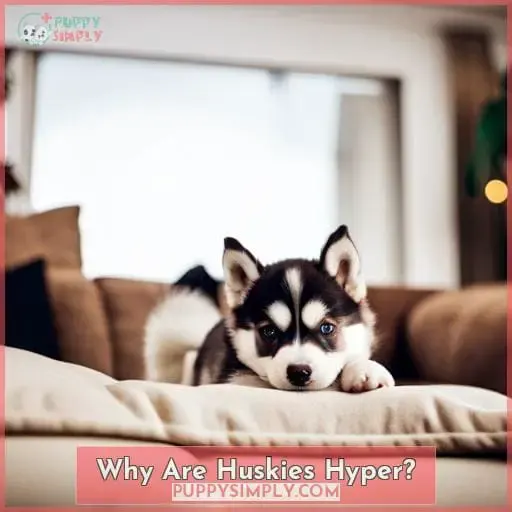 Why Are Huskies Hyper