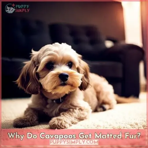 Why Do Cavapoos Get Matted Fur