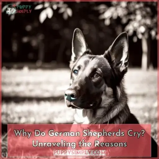 why do german shepherds cry