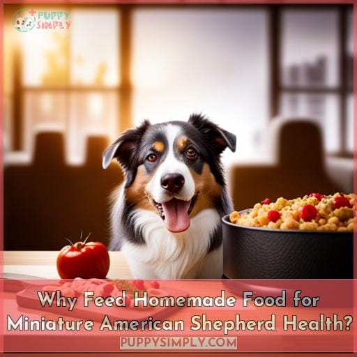 Why Feed Homemade Food for Miniature American Shepherd Health