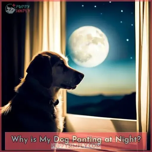 Why is My Dog Panting at Night