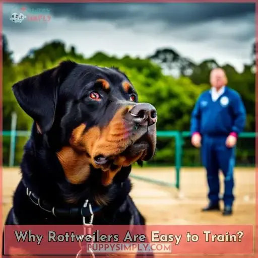 Why Rottweilers Are Easy to Train