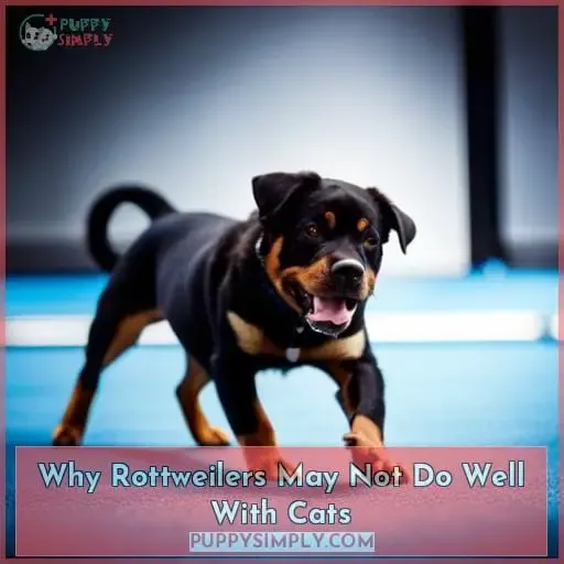Why Rottweilers May Not Do Well With Cats