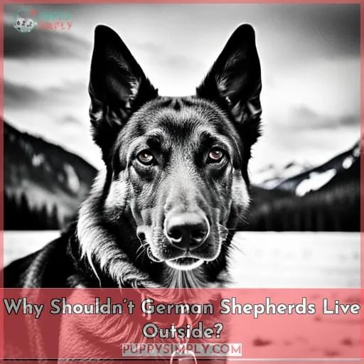 Why Shouldn’t German Shepherds Live Outside