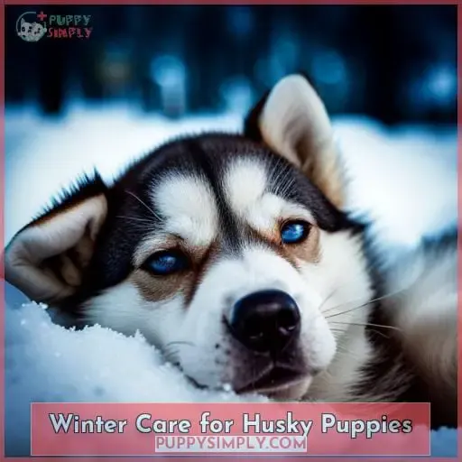 Winter Care for Husky Puppies