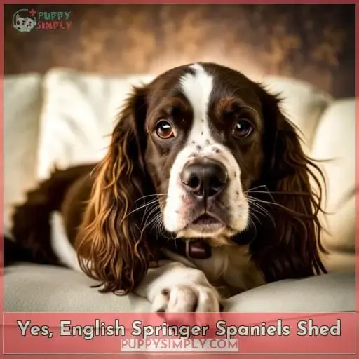 Yes, English Springer Spaniels Shed