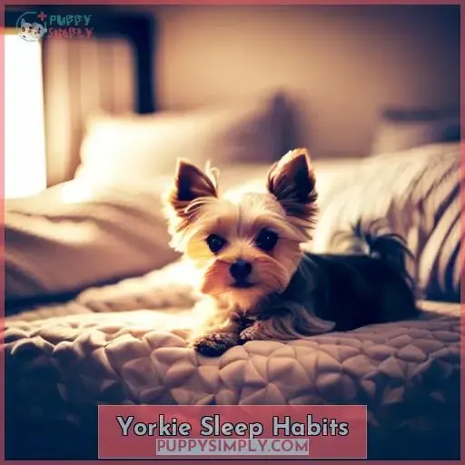 Yorkie Sleep Habits