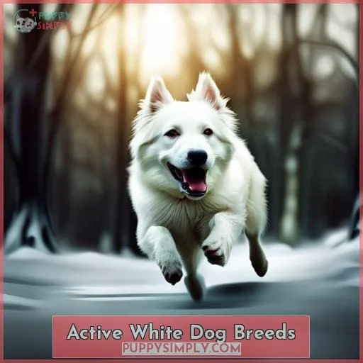 Active White Dog Breeds