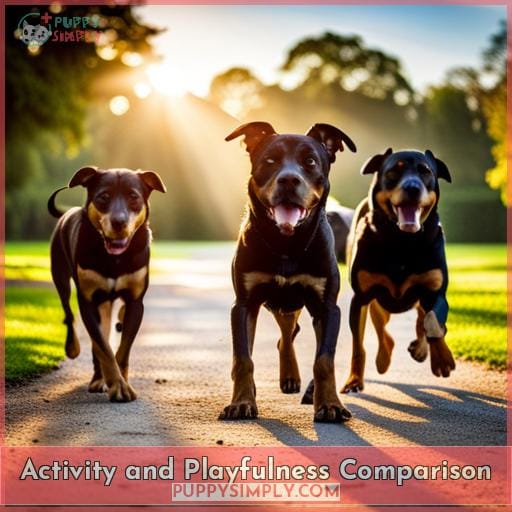 Activity and Playfulness Comparison
