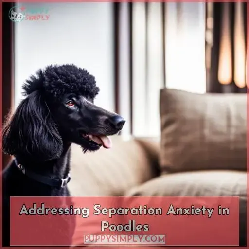 Addressing Separation Anxiety in Poodles