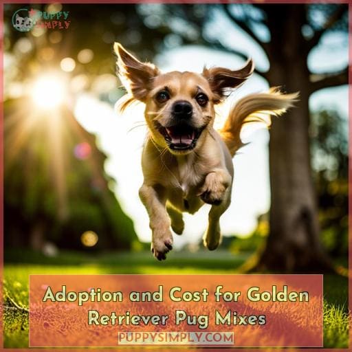 Adoption and Cost for Golden Retriever Pug Mixes