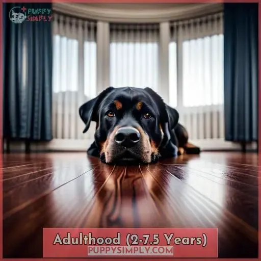Adulthood (2-7.5 Years)