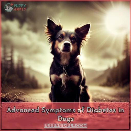 Advanced Symptoms of Diabetes in Dogs