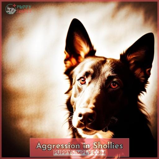 Aggression in Shollies