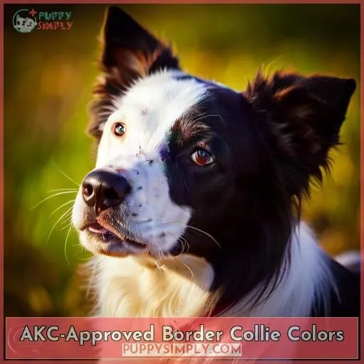 AKC-Approved Border Collie Colors