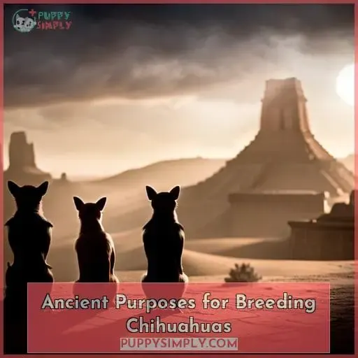 Ancient Purposes for Breeding Chihuahuas