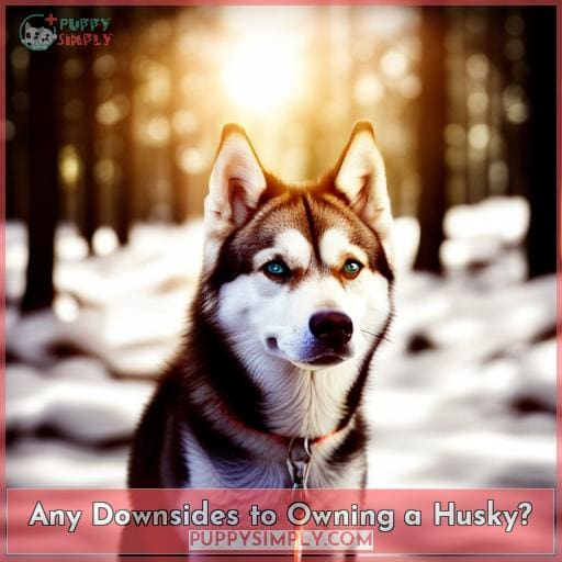 Any Downsides to Owning a Husky