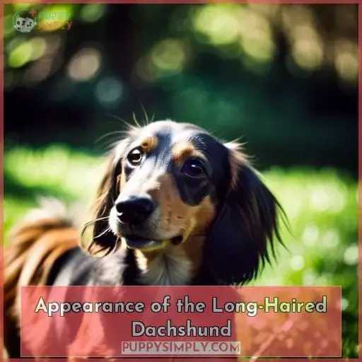 Appearance of the Long-Haired Dachshund