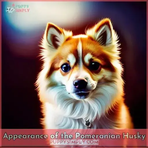 Appearance of the Pomeranian Husky