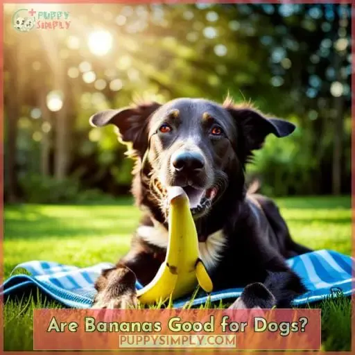 Are Bananas Good for Dogs