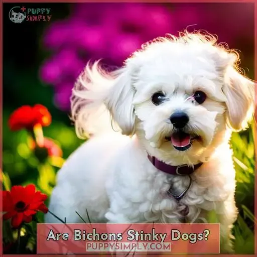 Are Bichons Stinky Dogs