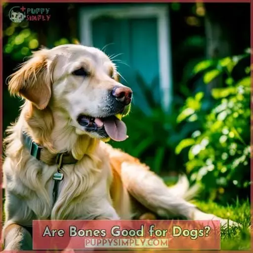 Are Bones Good for Dogs