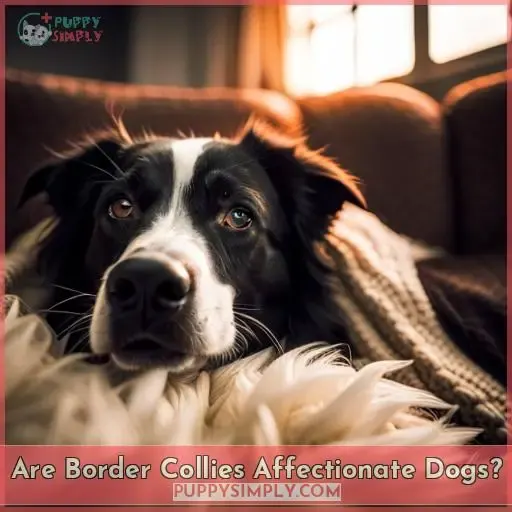 Are Border Collies Affectionate Dogs