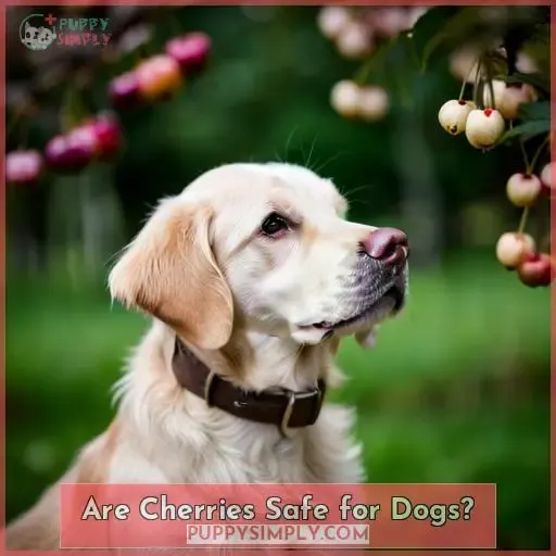 Are Cherries Safe for Dogs
