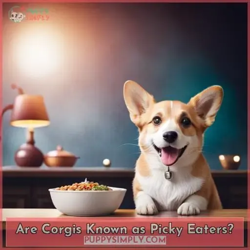 Are Corgis Known as Picky Eaters
