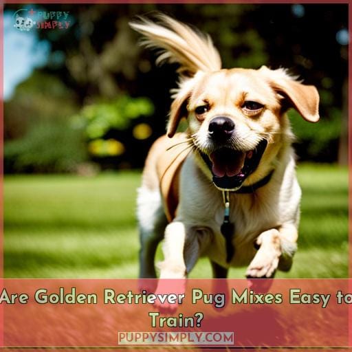 Are Golden Retriever Pug Mixes Easy to Train