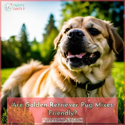 Are Golden Retriever Pug Mixes Friendly
