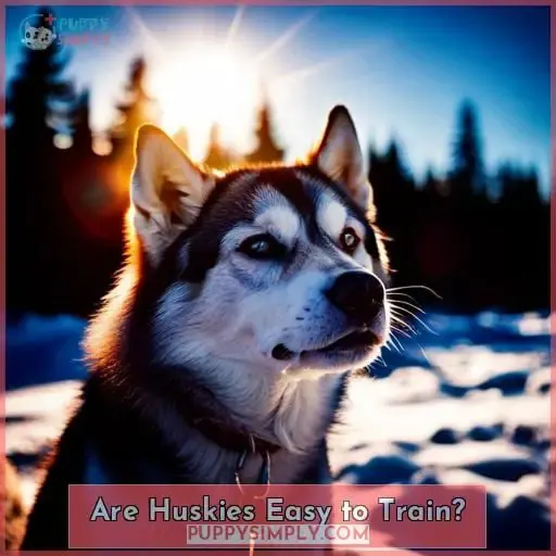 Are Huskies Easy to Train