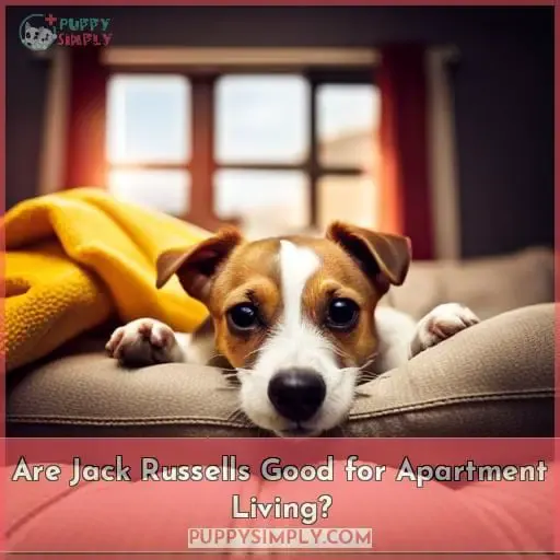 Are Jack Russells Good for Apartment Living