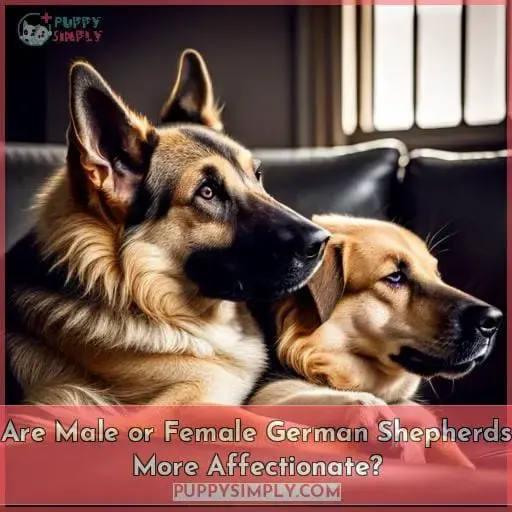 Are Male or Female German Shepherds More Affectionate