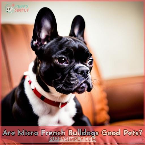 Are Micro French Bulldogs Good Pets