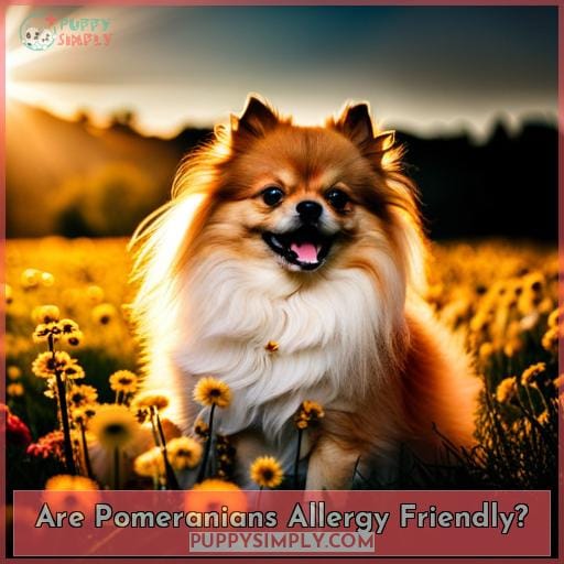 Are Pomeranians Allergy Friendly