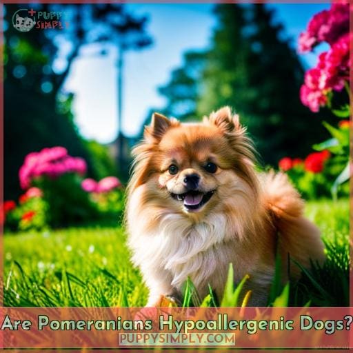 Are Pomeranians Hypoallergenic Dogs