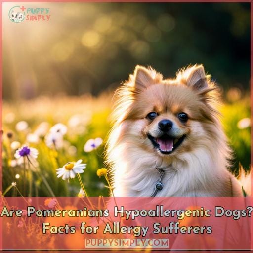 are pomeranians hypoallergenic are pomeranians hypoallergenic