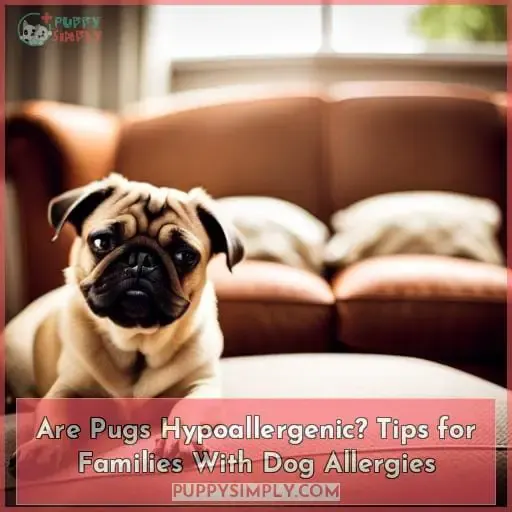 are pugs hypoallergenic tips for families with allergies