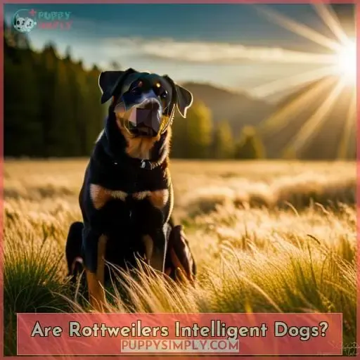 Are Rottweilers Intelligent Dogs