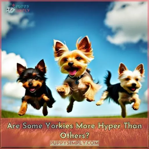 Are Some Yorkies More Hyper Than Others