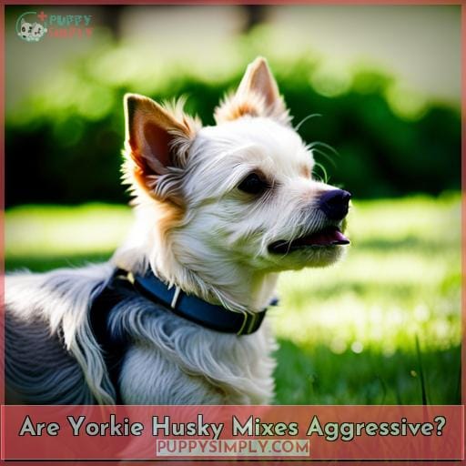 Are Yorkie Husky Mixes Aggressive