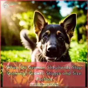 at what age do german shepherds stop growing