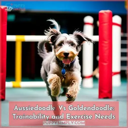 Aussiedoodle Vs Goldendoodle: Trainability and Exercise Needs