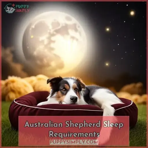 Australian Shepherd Sleep Requirements