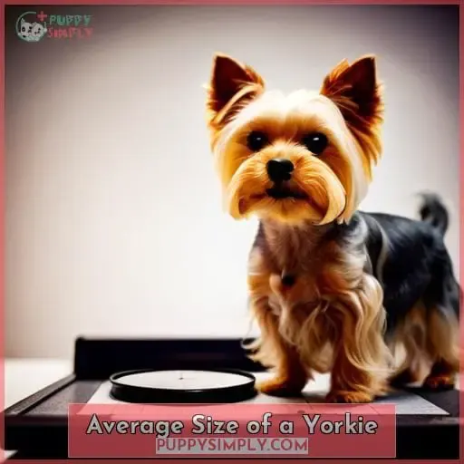 Average Size of a Yorkie