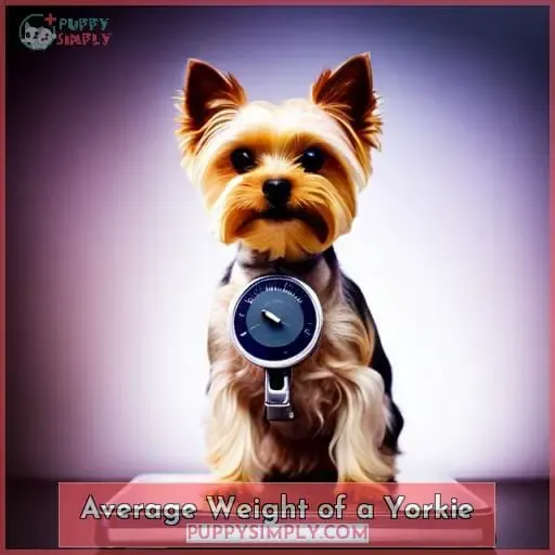 Average Weight of a Yorkie