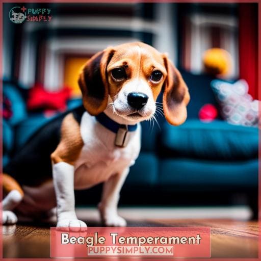 Beagle Temperament