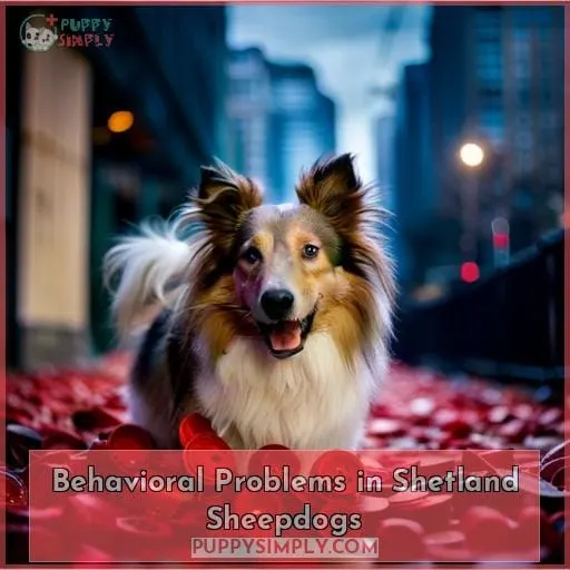 Behavioral Problems in Shetland Sheepdogs