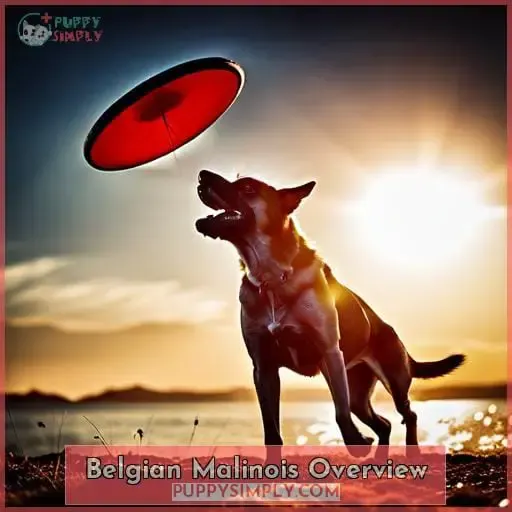Belgian Malinois Overview